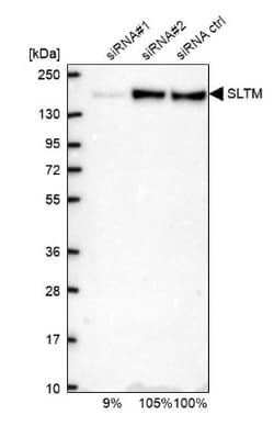 SLTM Antibody, Novus Biologicals 0.1mL; Unlabeled:Antibodies, Polyclonal
